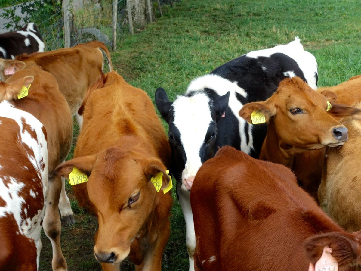 Jersey Cows: Discover the Origin of this Breed 