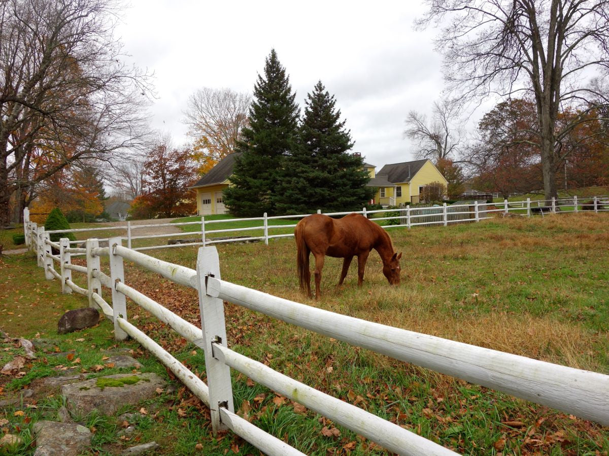 An Autumnal Afternoon in Redding, CT
