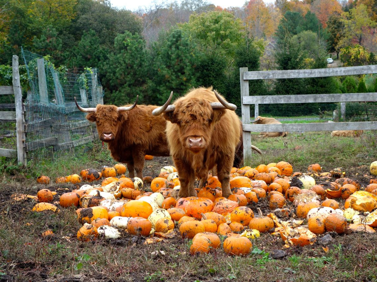 Highland Cow With Pumpkins – Scent Story Freshies